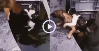 Video: Chó cưng nhảy xuống nước cứu mèo lên bờ