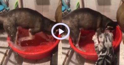 Video: Mèo nổi nóng khi thấy chó lãng phí nước