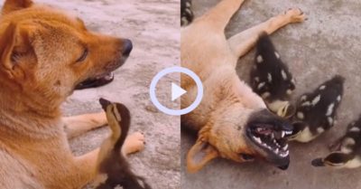 Video: Đàn ngan con đùa giỡn với cún cưng