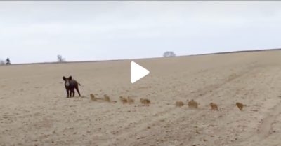 Video dễ thương: Lợn rừng mẹ dạy đàn con cách sinh tồn