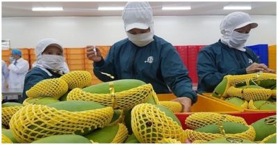 Quý 1, xuất khẩu rau quả sang Trung Quốc giảm mạnh