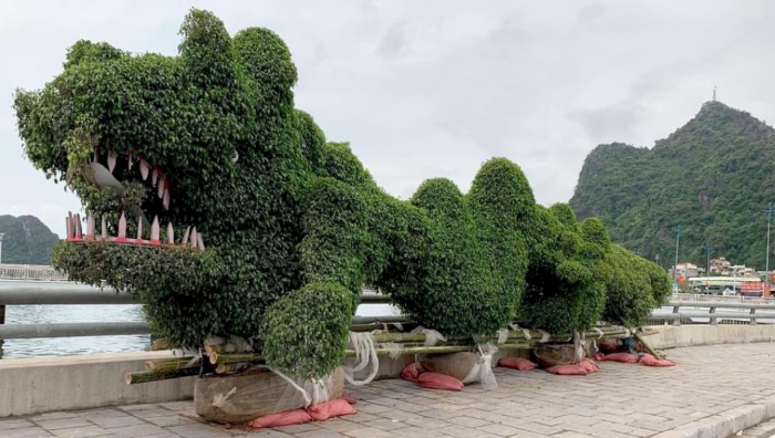 rồng quảng ninh