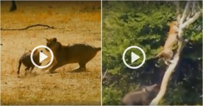 Video: Sư tử trèo lên cây, run sợ trước sự gan dạ của lợn rừng