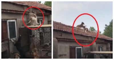Video: Chán ở mặt đất, 2 chú chó phóng lên mái nhà chơi