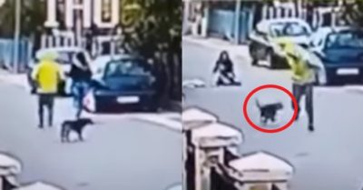 Video: Chú chó giải cứu cô gái khỏi người đàn ông cướp túi xách