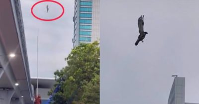 Video: Con chim lơ lửng giữa bầu trời như bị ‘lag’ khiến dân mạng xôn xao