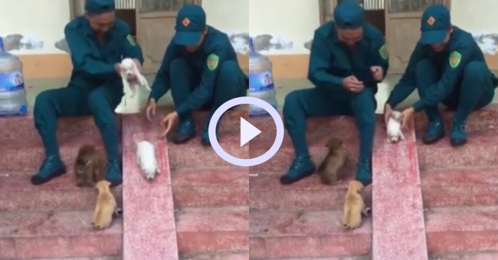 Video: Đàn cún thích thú khi được hai thanh niên cho chơi cầu trượt