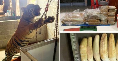 Cặp vợ chồng đang chuẩn bị nấu cao hổ nặng 145kg thì bị bắt quả tang