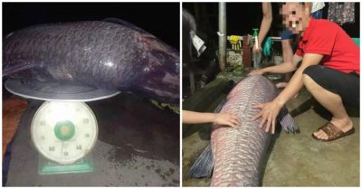 Yên Bái: Ngư dân bắt được cá trắm đen nặng 52kg