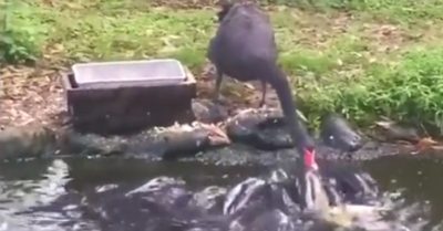 Video: Đàn cá ‘xếp hàng’ chờ vịt đút thức ăn