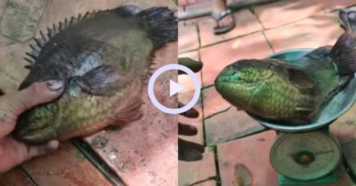 Video: Con cá rô đồng ‘khủng’ nặng hơn 1kg