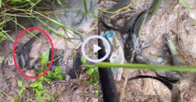 Video: Cá tranh nhau lên bờ sau mưa lớn