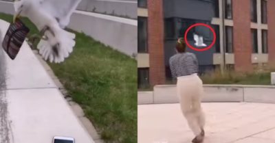 Video: Con chim ngang nhiên cướp ví tiền, cô gái chạy theo đòi lại nhưng không được