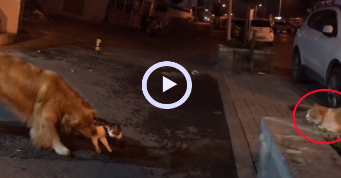 Video: Chó gâu đần ngăn cản trận chiến giữa 2 con mèo