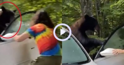 Video: Trải nghiệm đi ôtô ‘không mấy tốt đẹp’ của gấu đen, còn bị đuổi thẳng về rừng