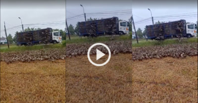 Video: ‘Giờ người ta chăn vịt thật hiện đại, mang cả xe tải đi hộ tống’