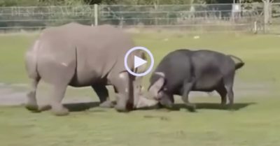 Video: Trâu cứ đòi húc nhau, tê giác nghĩ ‘đúng là tuổi trẻ chưa trải sự đời’