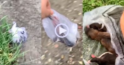 Video: Thấy túi nilon phát ra âm thanh bên bờ suối, chàng trai có hành động gây chú ý
