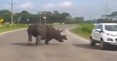 Video: Màn tháo chạy của ô tô khi bị tê giác  truy đuổi giữa đường