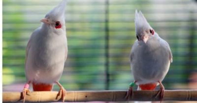 Chào mào đột biến siêu hiếm giúp chàng trai miền Tây thu 3 tỷ đồng mỗi năm
